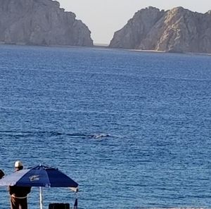 Meet your Posher, Shelley